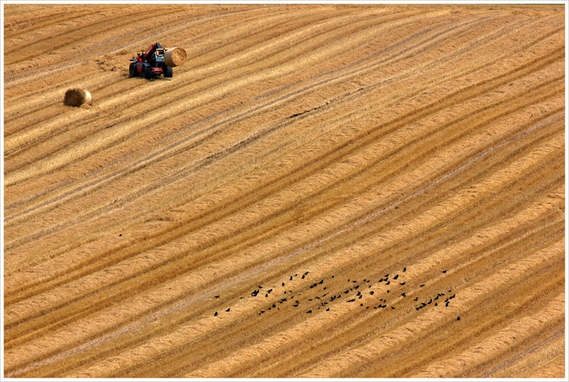 45 - HARVESTERS - WHITBY JOHN - united kingdom.jpg